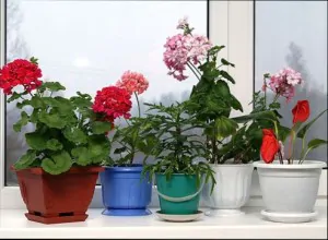 энергетика комнатных растений