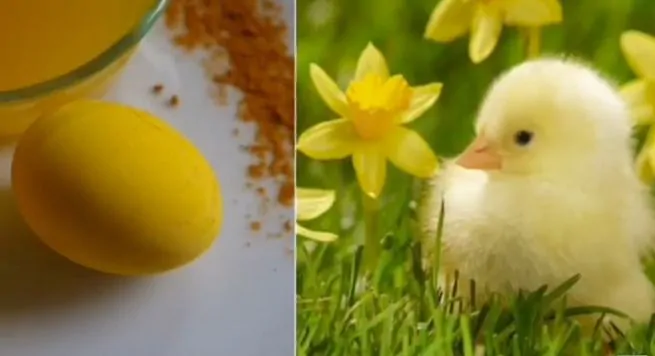 Яйца похожие на цыплят