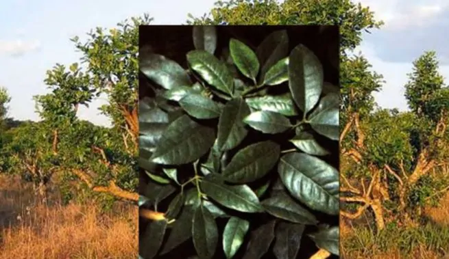 из измельченных листьев падуба парагвайского
