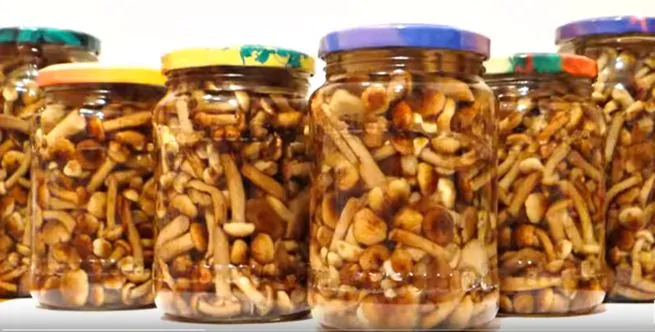 Маринованные грибы опята - очень вкусные рецепты на зиму