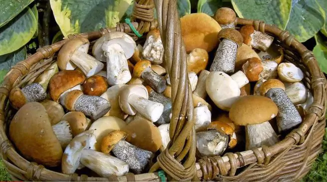 Полезные свойства белых маринованных грибов