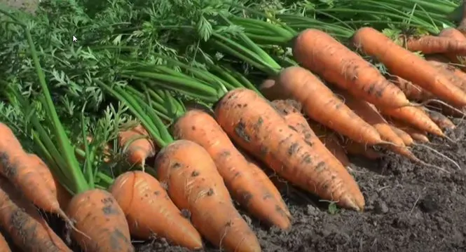 Икра из моркови на зиму — 8 самых вкусных рецептов