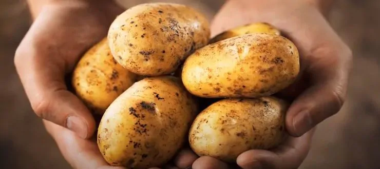 польза картофеля
